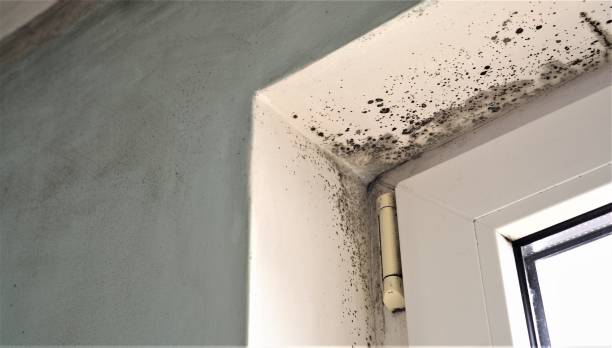 Best Emergency Mold Remediation  in Redstone Arsen, AL